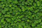 R15841 Clover Bouquet Mural by Rebel Walls