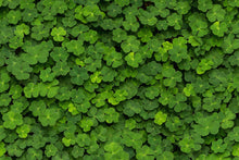 R15841 Clover Bouquet Mural by Rebel Walls