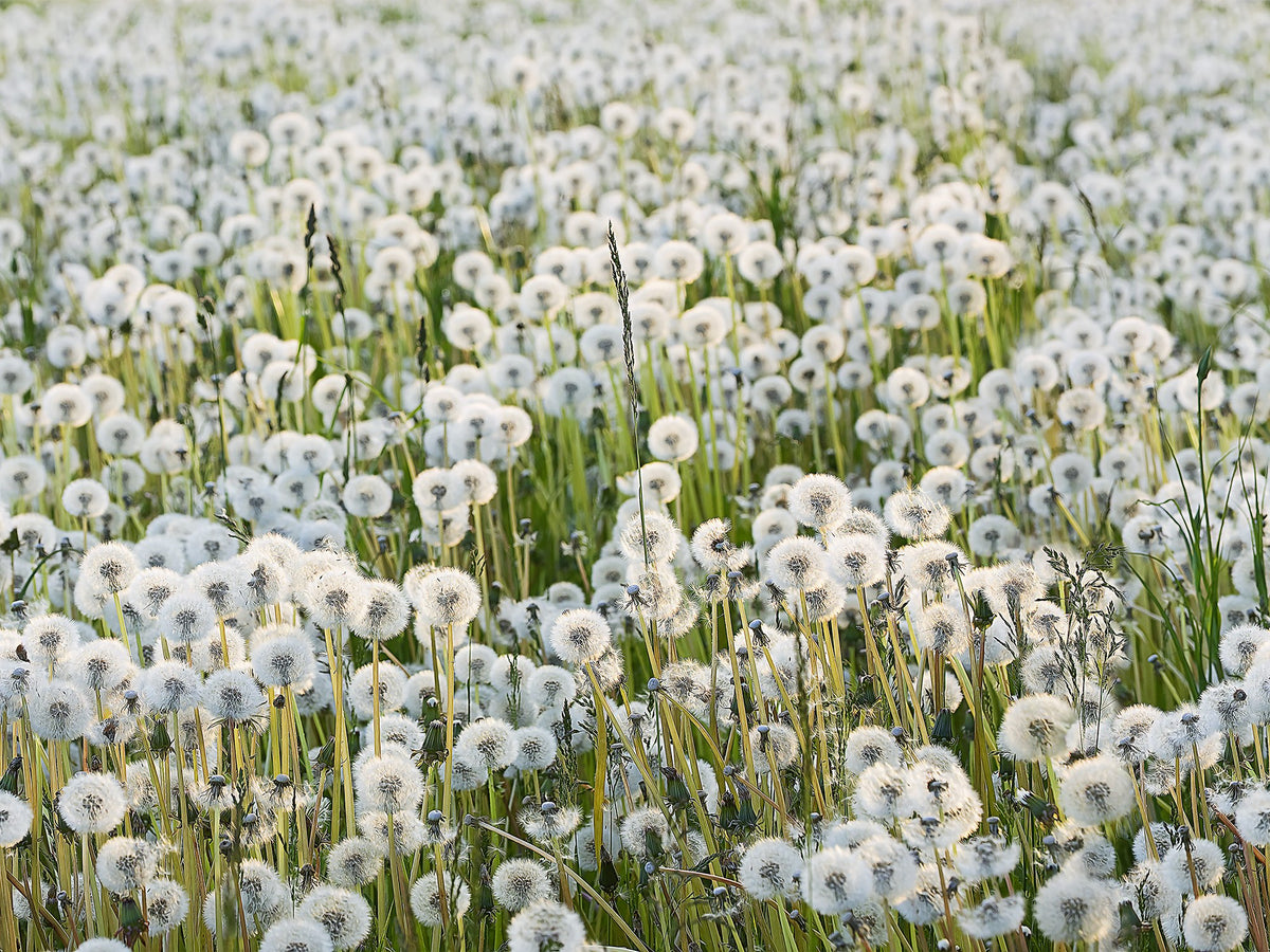R16351 Dandelions Scandinavia Mural by Rebel Walls