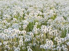 R16351 Dandelions Scandinavia Mural by Rebel Walls