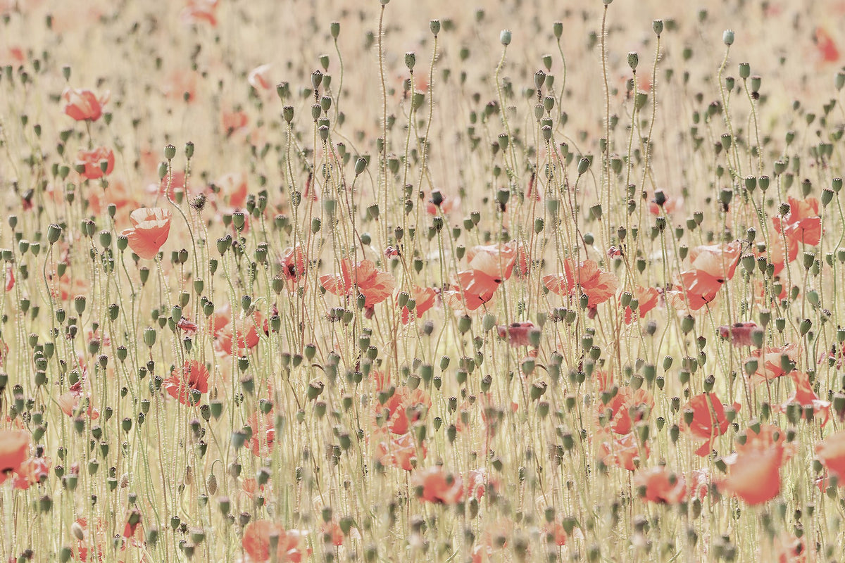 R16391 Poppies Scandinavia Mural by Rebel Walls