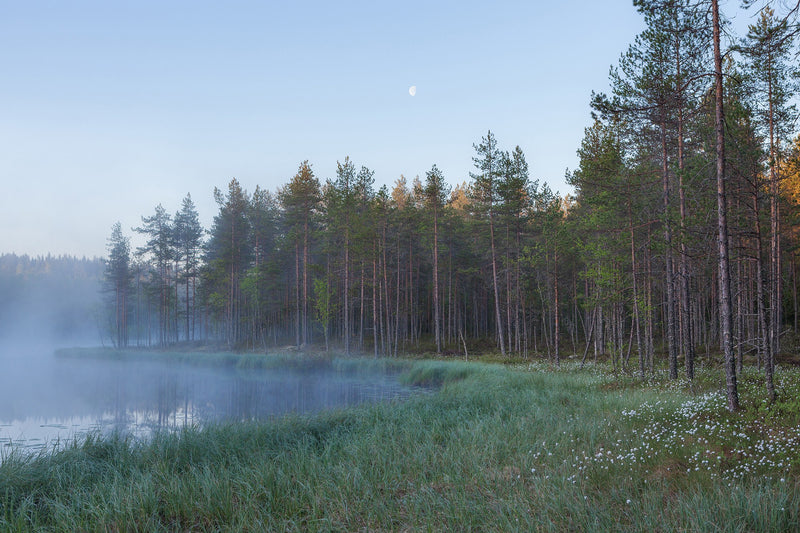 R16421 Forest Lake Scandinavia Mural by Rebel Walls