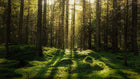 R16641 Forest Bath Scandinavia Mural by Rebel Walls