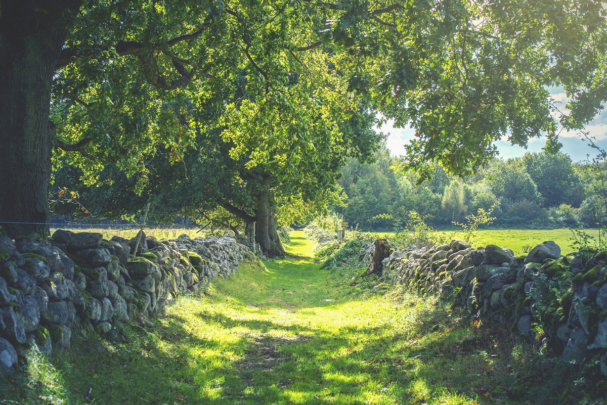 R16651 Early Summer Scandinavia Mural by Rebel Walls