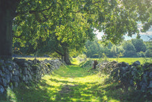 R16651 Early Summer Scandinavia Mural by Rebel Walls