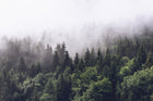R16731 Misty Fir Forest Pops Mural by Rebel Walls