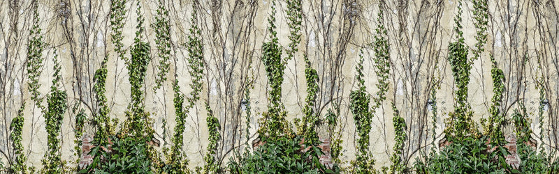 R17191 Climbing Ivy Well-Being Mural by Rebel Walls