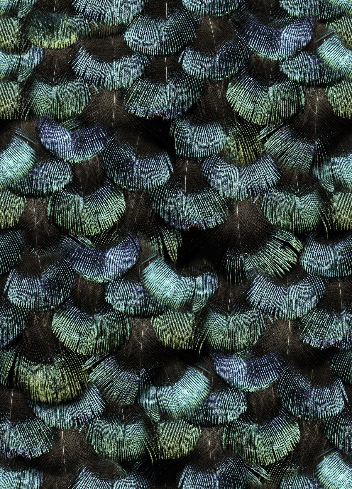 R18553 Petite Peacock Plumage Opal Pops Wallpaper by Rebel Walls