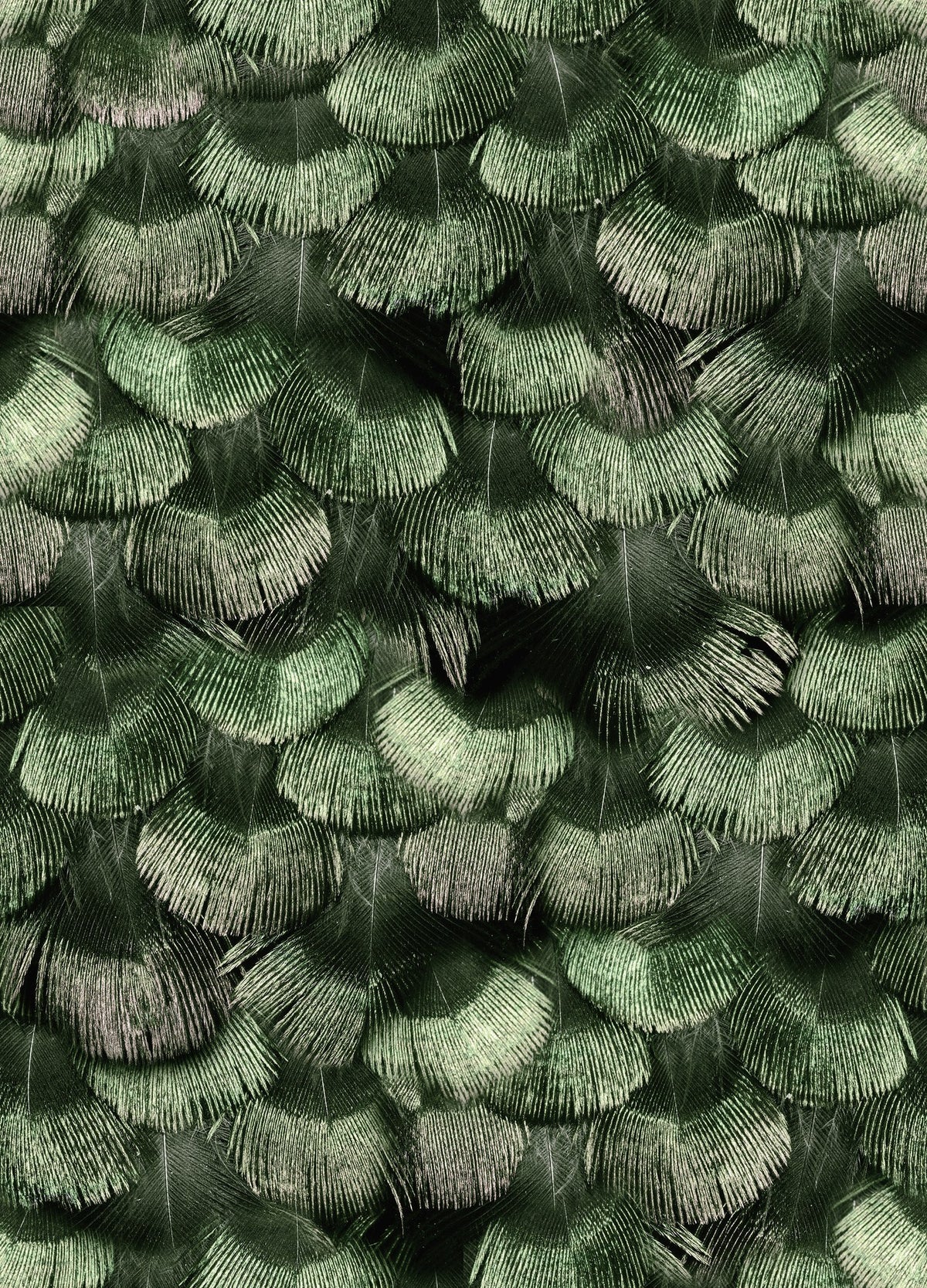 R18554 Petite Peackock Plumage Jade Pops Wallpaper by Rebel Walls