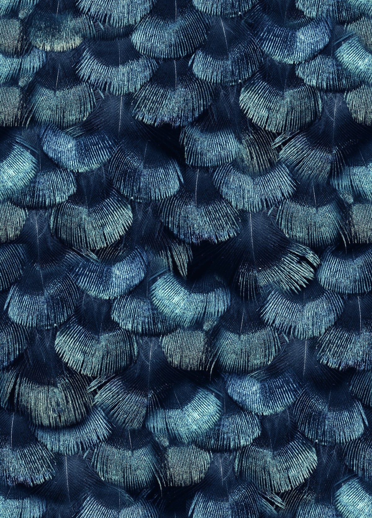 R18555 Petite Peacock Plumage Teal Pops Wallpaper by Rebel Walls