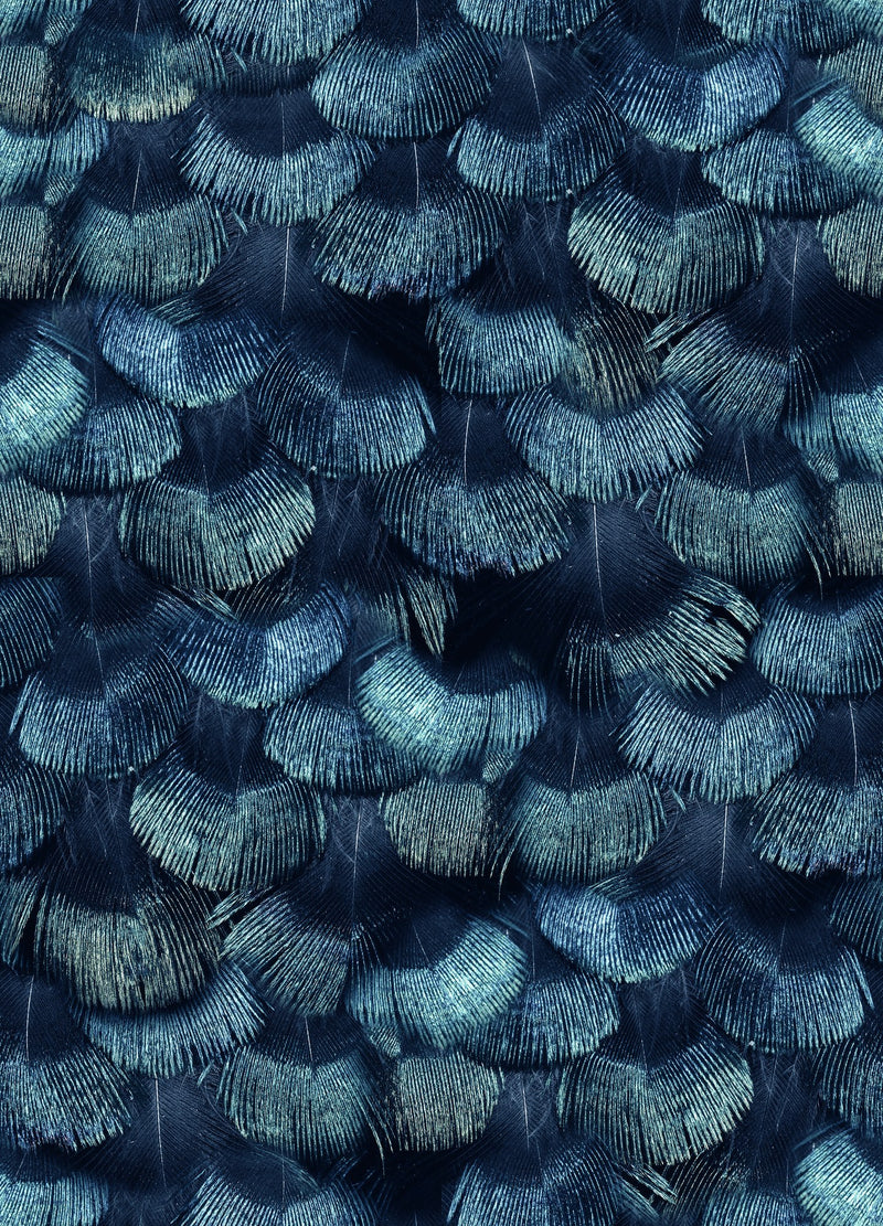 R18555 Petite Peacock Plumage Teal Pops Wallpaper by Rebel Walls
