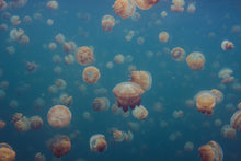 R19019 Smack Of Jellyfish Pops Mural by Rebel Walls