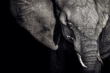 R19022 Elephant Pops Mural by Rebel Walls