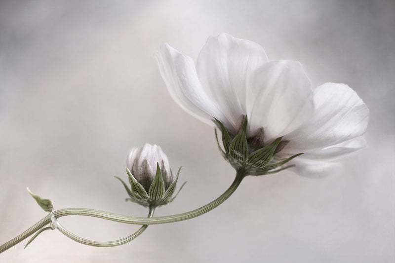 R19025 White Flower Pops Mural by Rebel Walls