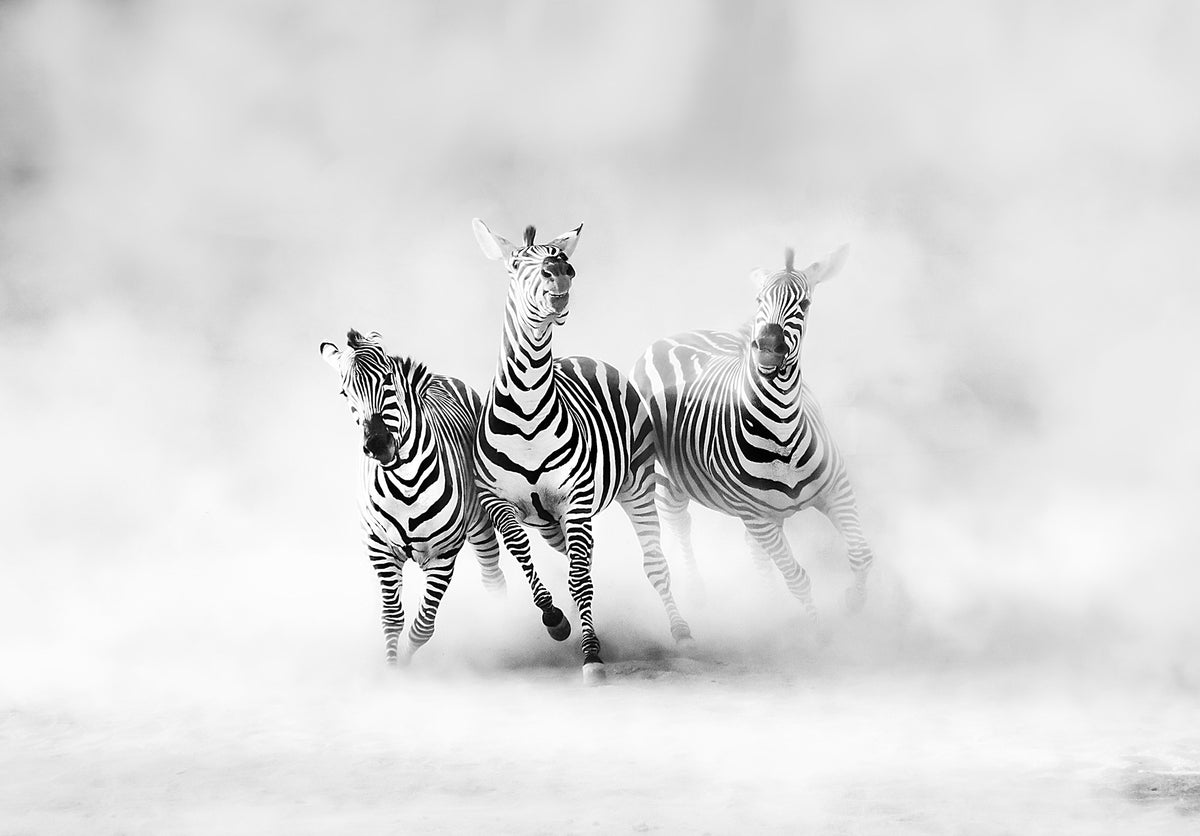 R19027 Graphic Zebras Pops Mural by Rebel Walls