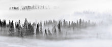 R19049 Calm Forest Pops Mural by Rebel Walls
