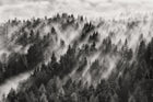 R19060 Foggy Forest Pops Mural by Rebel Walls