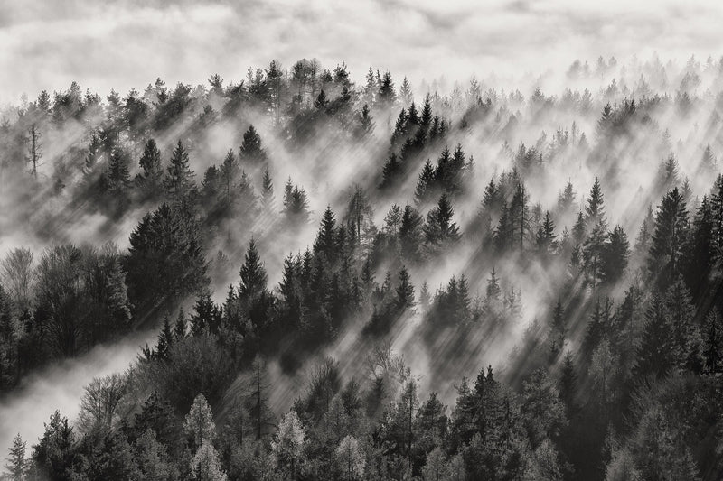 R19060 Foggy Forest Pops Mural by Rebel Walls