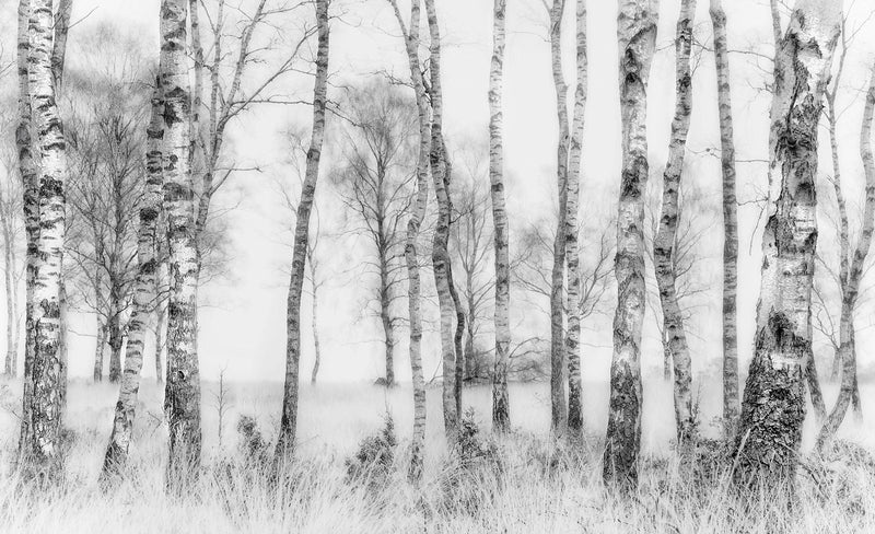 R19070 Birch Trees Pops Mural by Rebel Walls