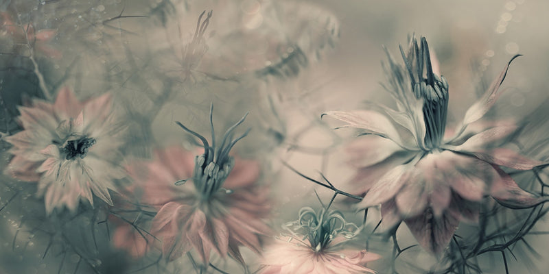 R19103 Vintage Blossoms Pops Mural by Rebel Walls