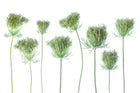R19138 Wild Carrot Pops Mural by Rebel Walls
