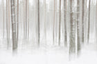 R19140 Winter Forest Pops Mural by Rebel Walls