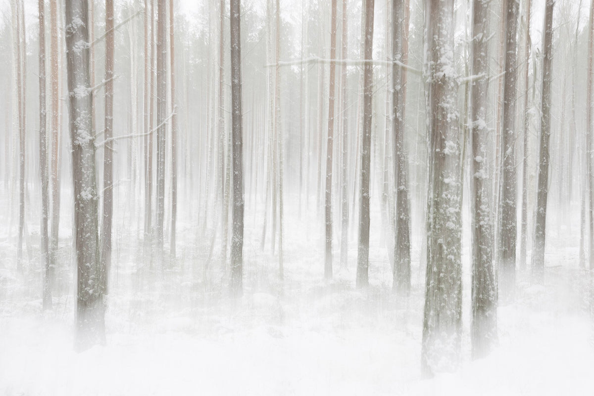 R19140 Winter Forest Pops Mural by Rebel Walls