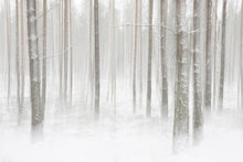 R19140 Winter Forest Pops Mural by Rebel Walls