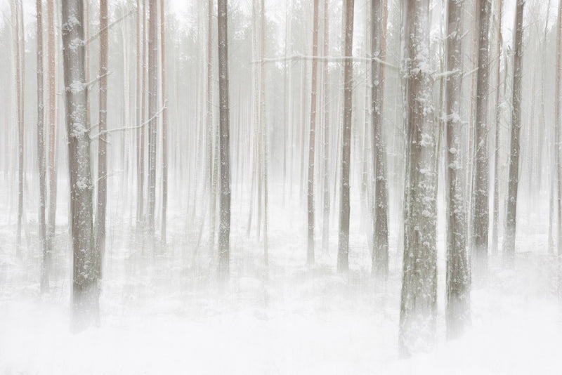 R19140 Winter Forest Pops Mural by Rebel Walls