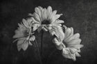 R19144 Graphic Flowers Pops Mural by Rebel Walls