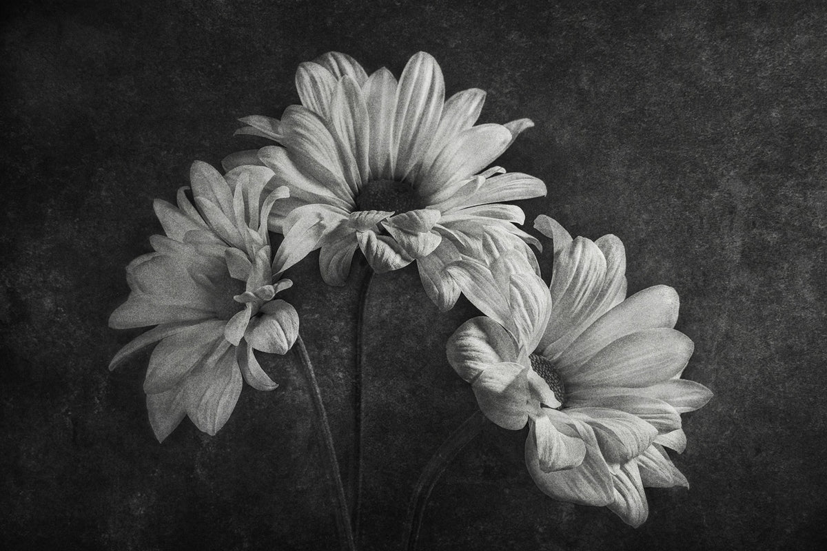 R19144 Graphic Flowers Pops Mural by Rebel Walls