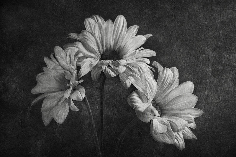 R19144 Graphic Flowers Pops Mural by Rebel Walls