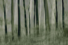R19153 Painted Trees Pops Mural by Rebel Walls