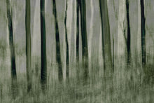 R19153 Painted Trees Pops Mural by Rebel Walls