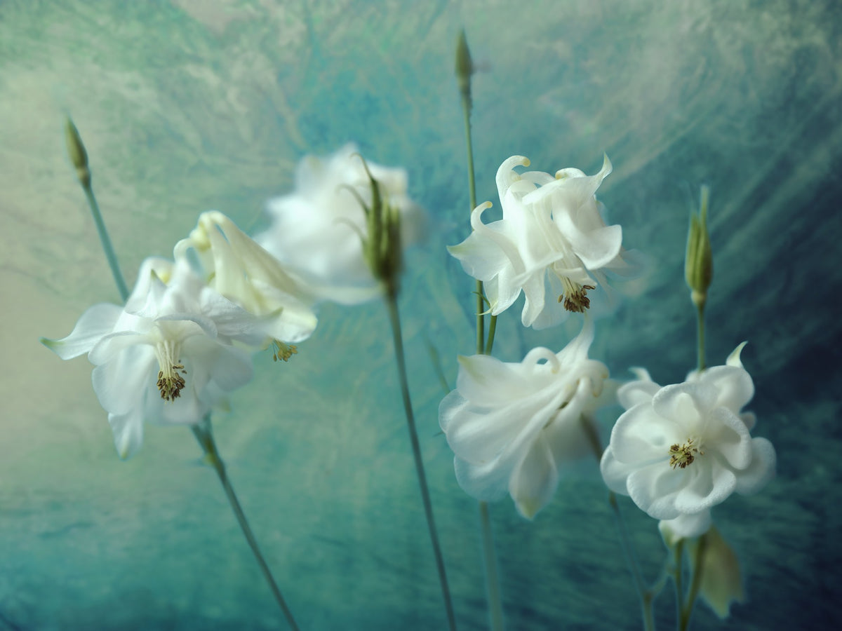 R19155 Aquilegia Flower Pops Mural by Rebel Walls