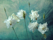 R19155 Aquilegia Flower Pops Mural by Rebel Walls