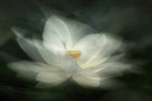 R19175 White Waterlily Pops Mural by Rebel Walls