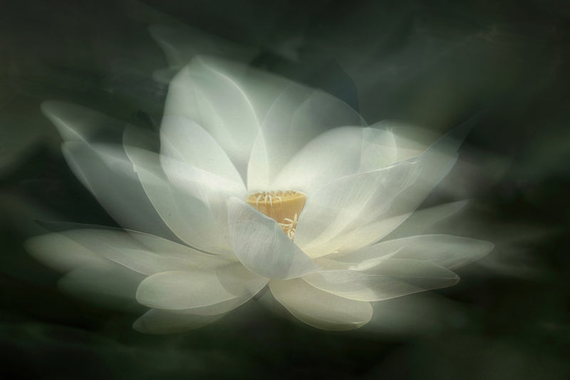 R19175 White Waterlily Pops Mural by Rebel Walls