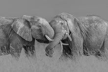 R19197 Elephant Hug Pops Mural by Rebel Walls
