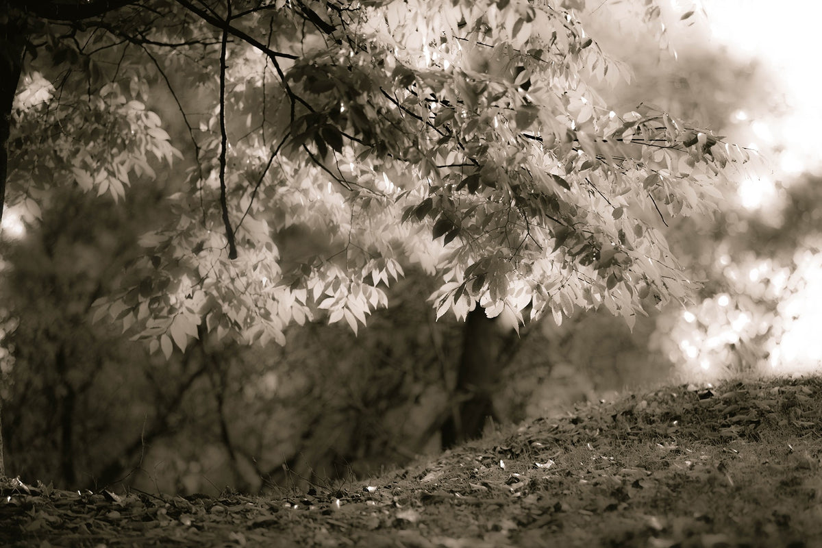 R19204 Sepia Leafs Pops Mural by Rebel Walls