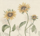 S10527 Yellow Sunflowers Sandberg Edition Mural by Sandberg