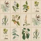 S10598 Green Flora Herbarium Mural by Sandberg