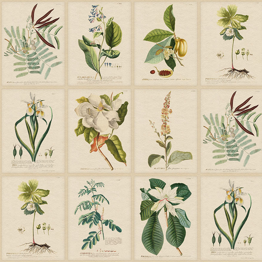 S10598 Green Flora Herbarium Mural by Sandberg