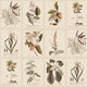 Sepia Flora Herbarium Mural by Sandberg