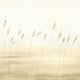 Jonc Des Dunes Large Panel Sentier Des Dunes Wallpaper by Casadeco