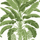 Banana Tree Palm Grove Green Wallpaper by Thibaut