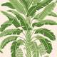 Banana Tree Palm Grove Pink and Green Wallpaper by Thibaut