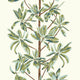 Mangrove Tree Sage Wanderlust Wallpaper by Thibaut