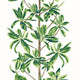 Mangrove Tree Green and White Wanderlust Wallpaper by Thibaut