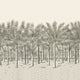 Palm Grove Black Tea Wallpaper by Thibaut